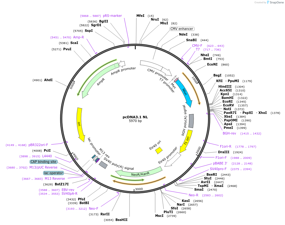 113442-plasmid-map-sequence-id-218186