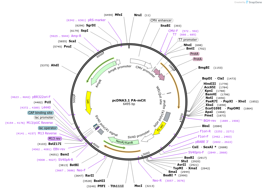 113443-plasmid-map-sequence-id-218187