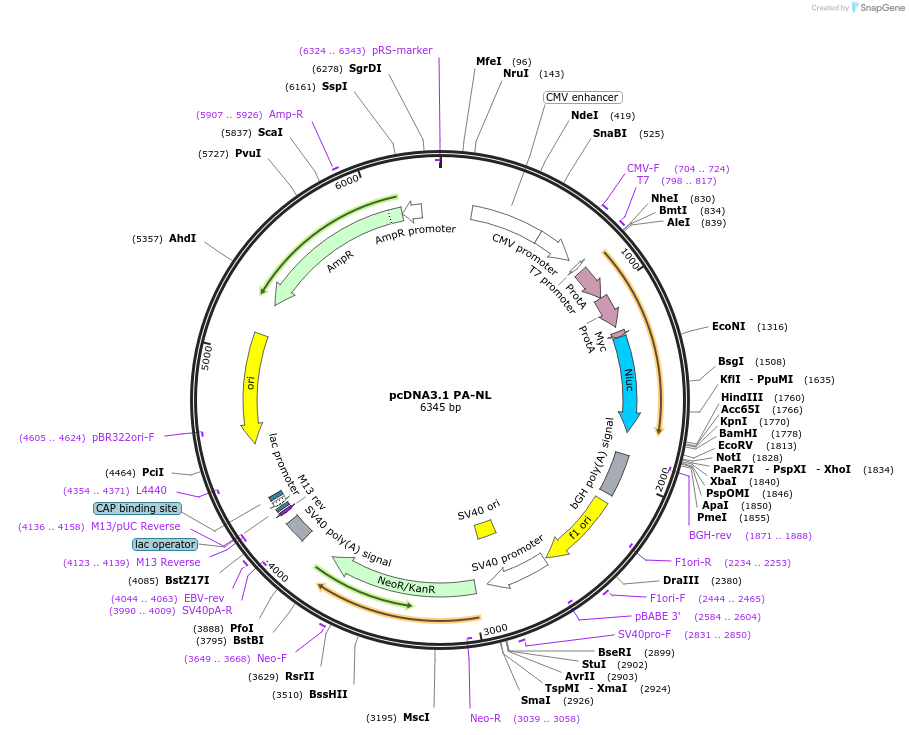 113445-plasmid-map-sequence-id-218198