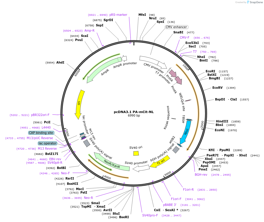 113444-plasmid-map-sequence-id-218202