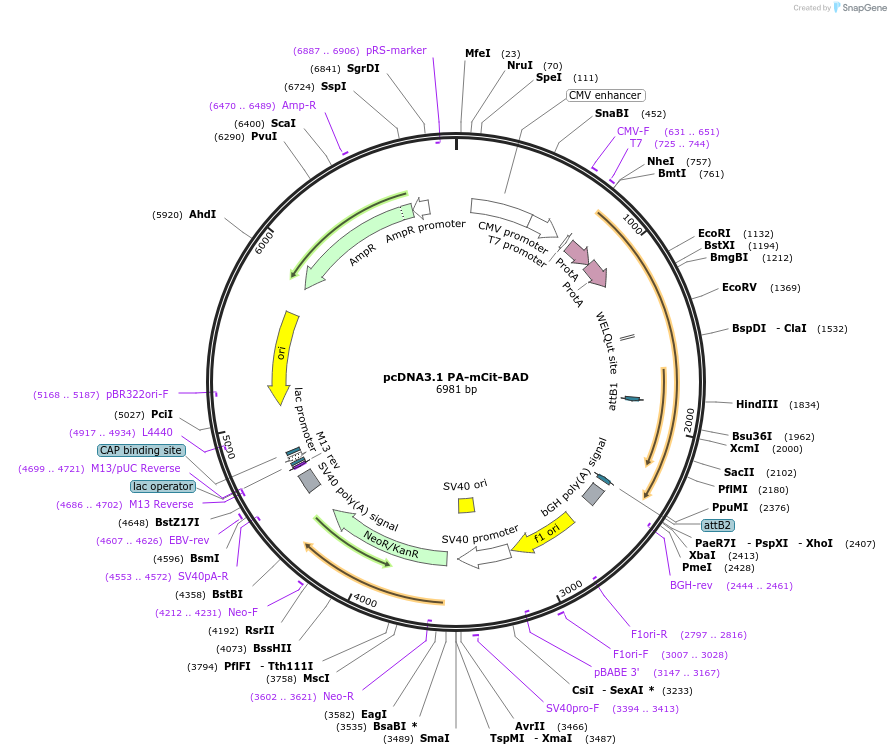 113459-plasmid-map-sequence-id-218209