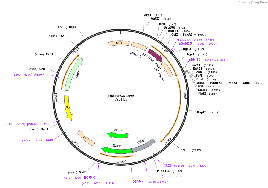 107970-plasmid-map-sequence-id-218212