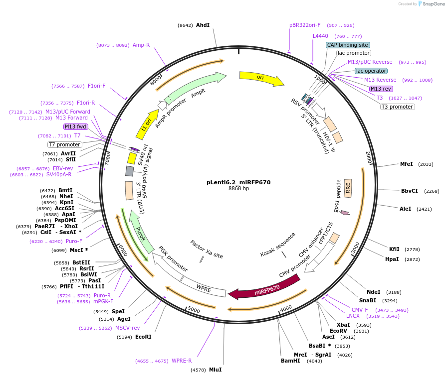 113726-plasmid-map-sequence-id-218247