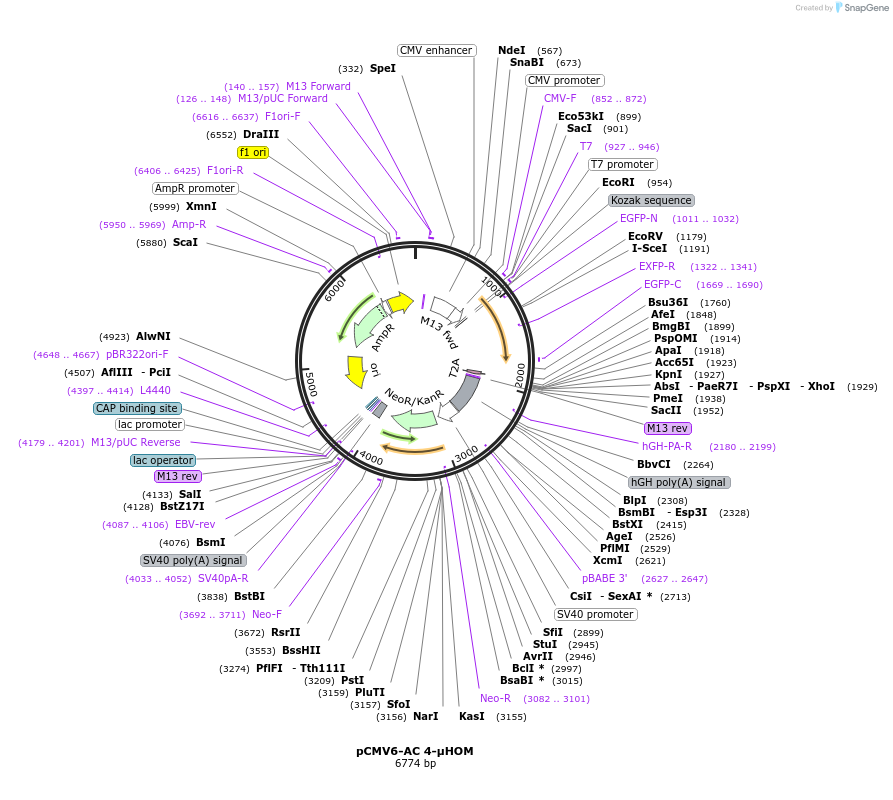 113619-plasmid-map-sequence-id-218256