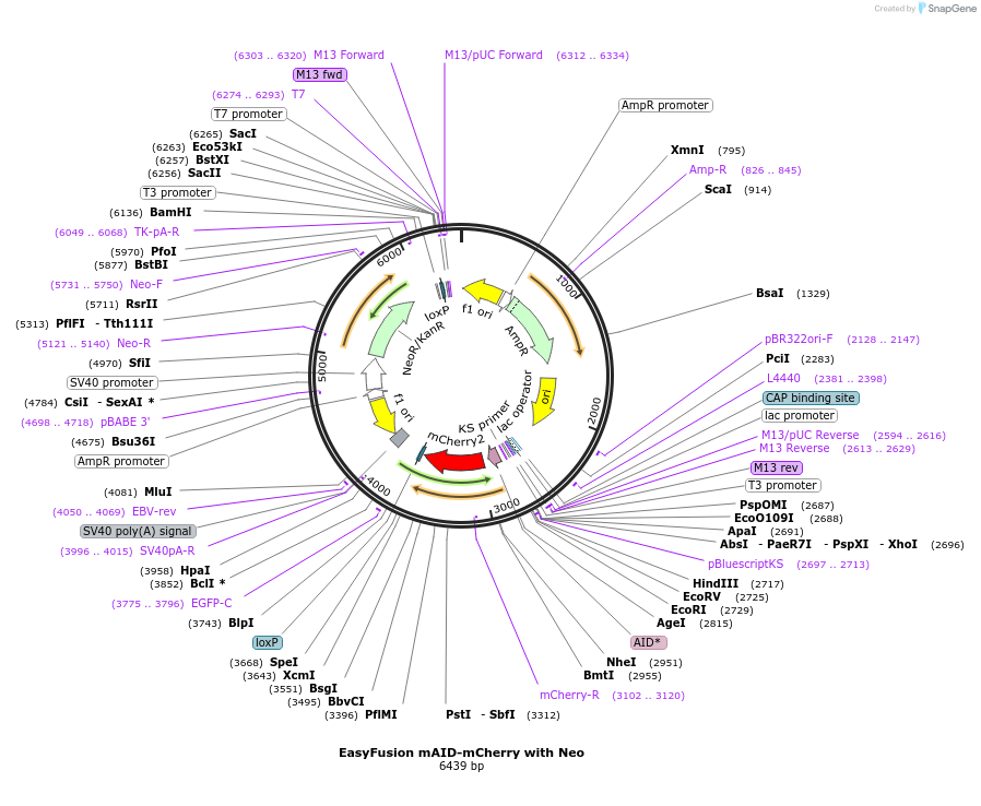 113831-plasmid-map-sequence-id-218272