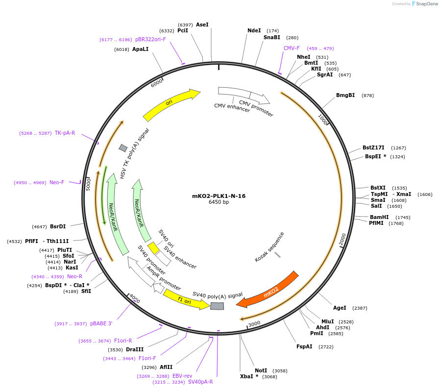 57891-plasmid-map-sequence-id-218287