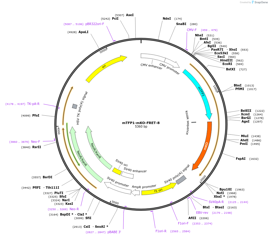 58152-plasmid-map-sequence-id-218288