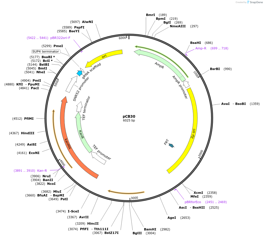 111910-plasmid-map-sequence-id-218310