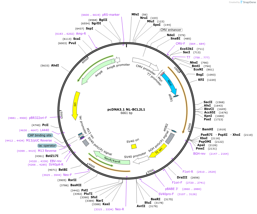 113458-plasmid-map-sequence-id-218343