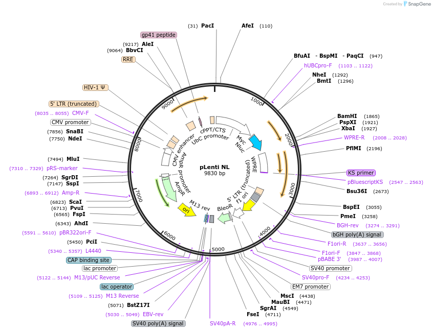 113450-plasmid-map-sequence-id-218344