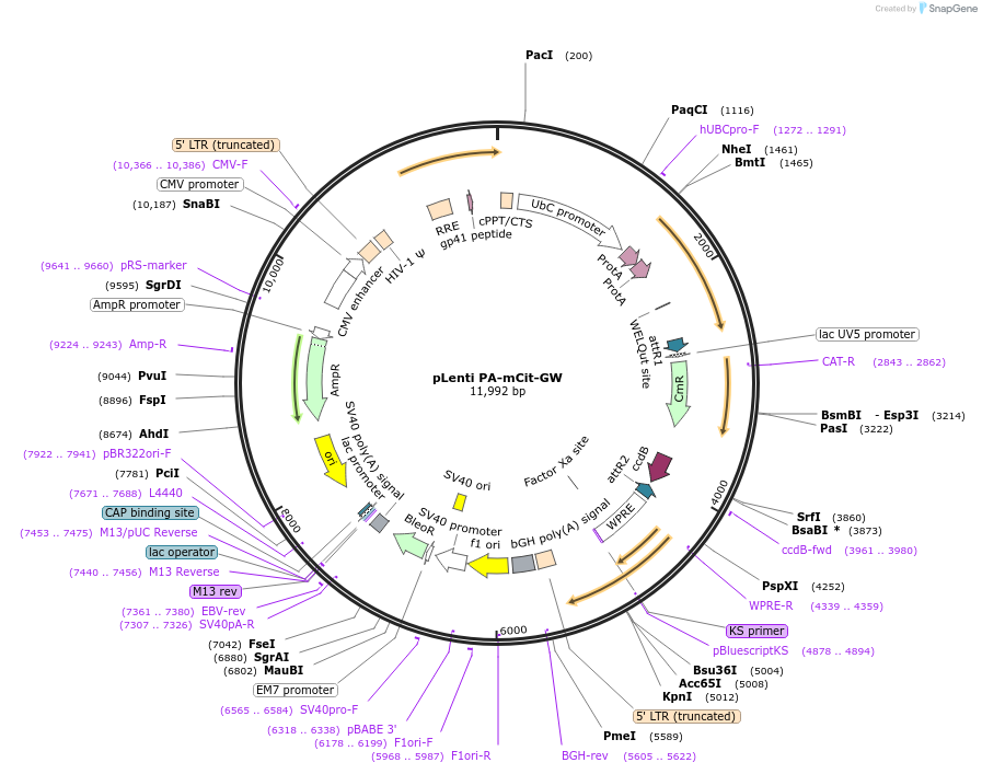 113456-plasmid-map-sequence-id-218351