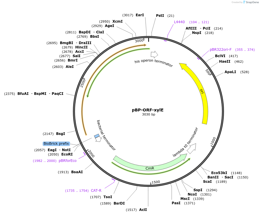 112780-plasmid-map-sequence-id-218368