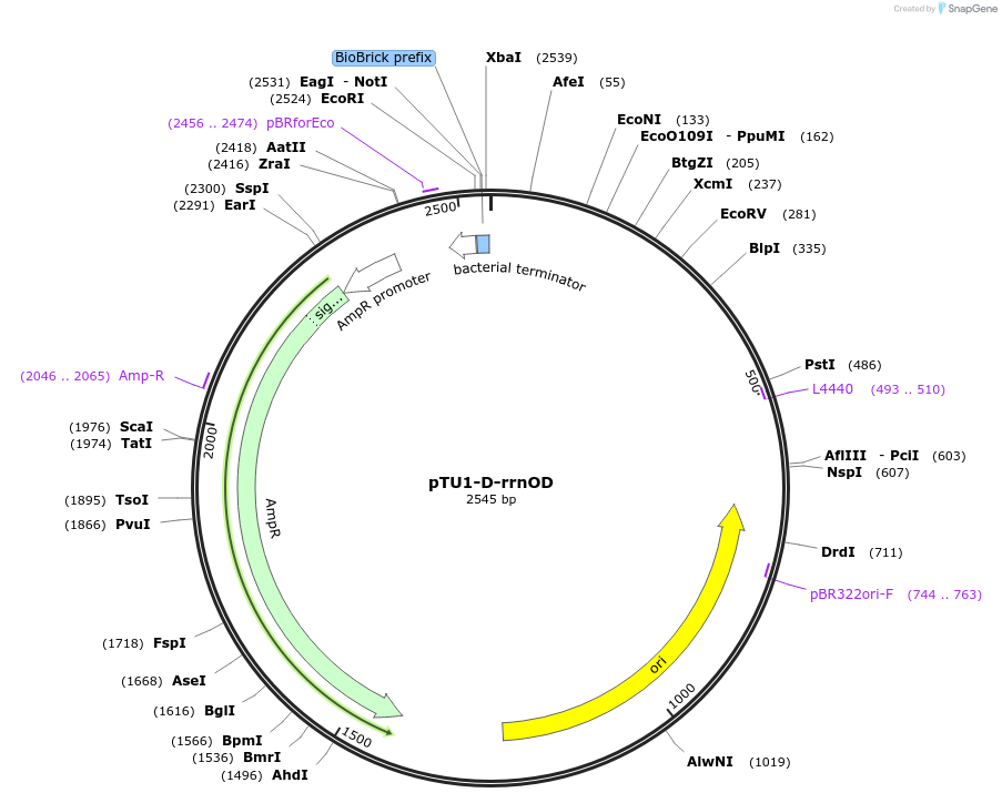112786-plasmid-map-sequence-id-218378