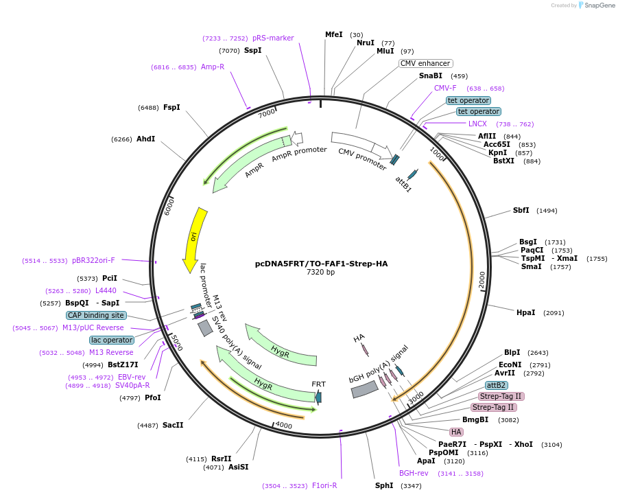 113486-plasmid-map-sequence-id-218382