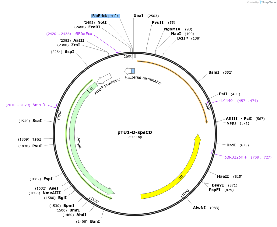 112788-plasmid-map-sequence-id-218383
