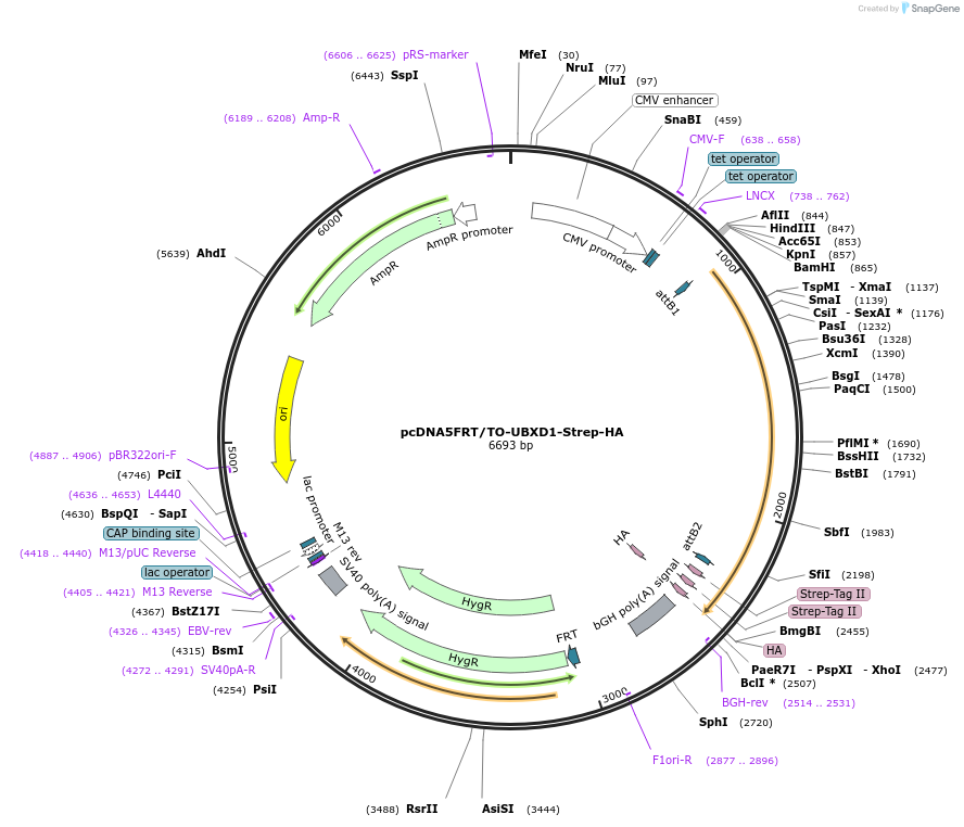 113476-plasmid-map-sequence-id-218405