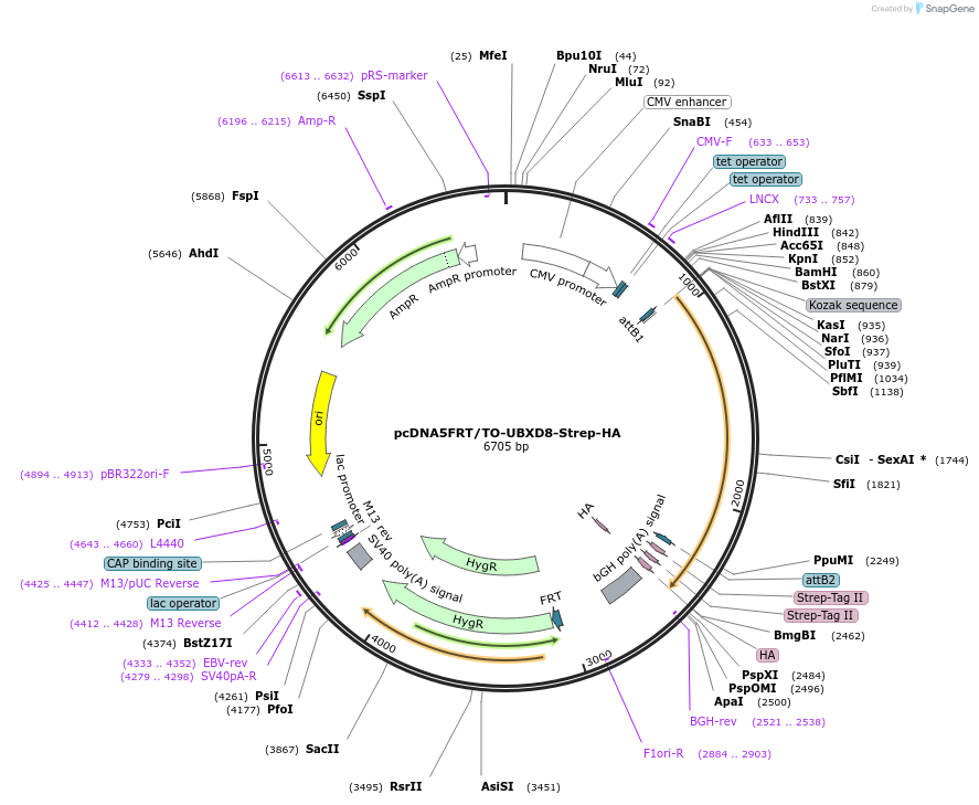 113477-plasmid-map-sequence-id-218406