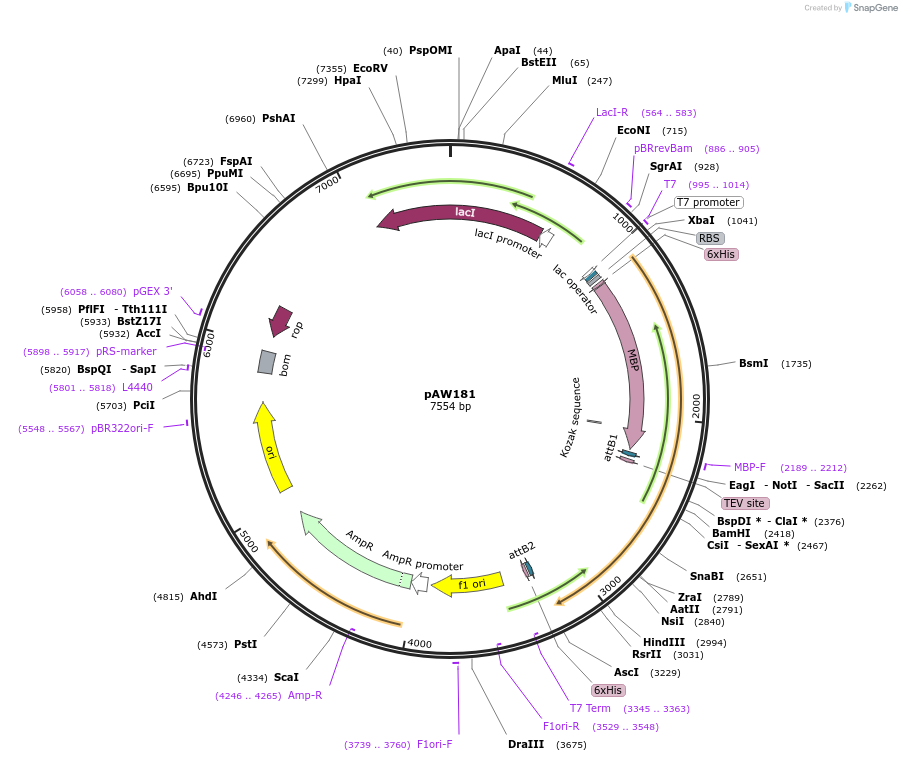 113127-plasmid-map-sequence-id-218411