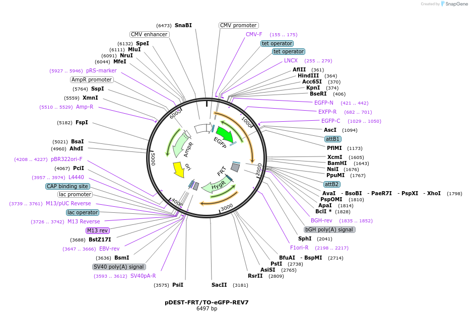 114128-plasmid-map-sequence-id-218413