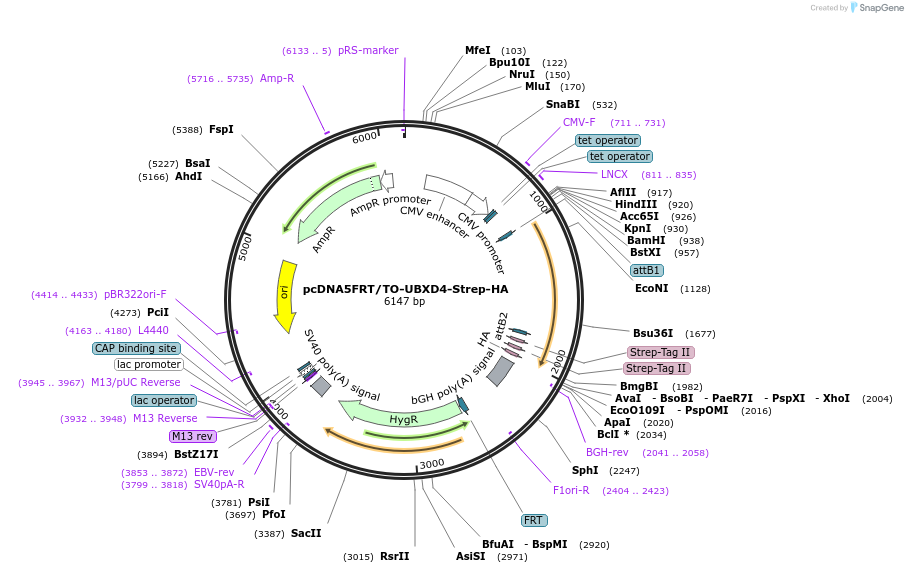 113480-plasmid-map-sequence-id-218415