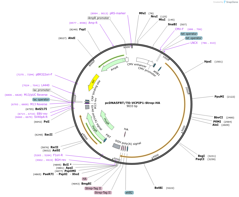 113482-plasmid-map-sequence-id-218419