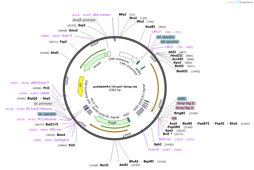 113485-plasmid-map-sequence-id-218421