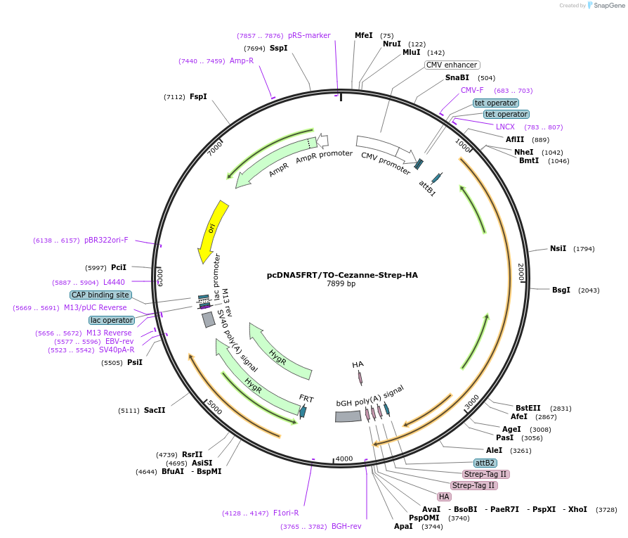 113492-plasmid-map-sequence-id-218570
