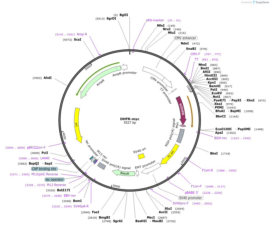 20214-plasmid-map-sequence-id-218571