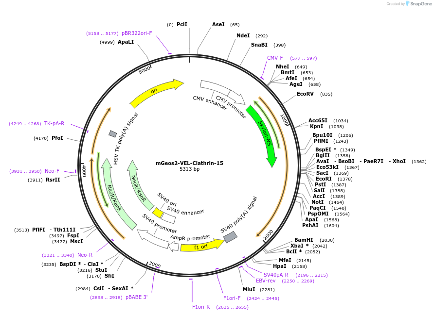 57544-plasmid-map-sequence-id-218573