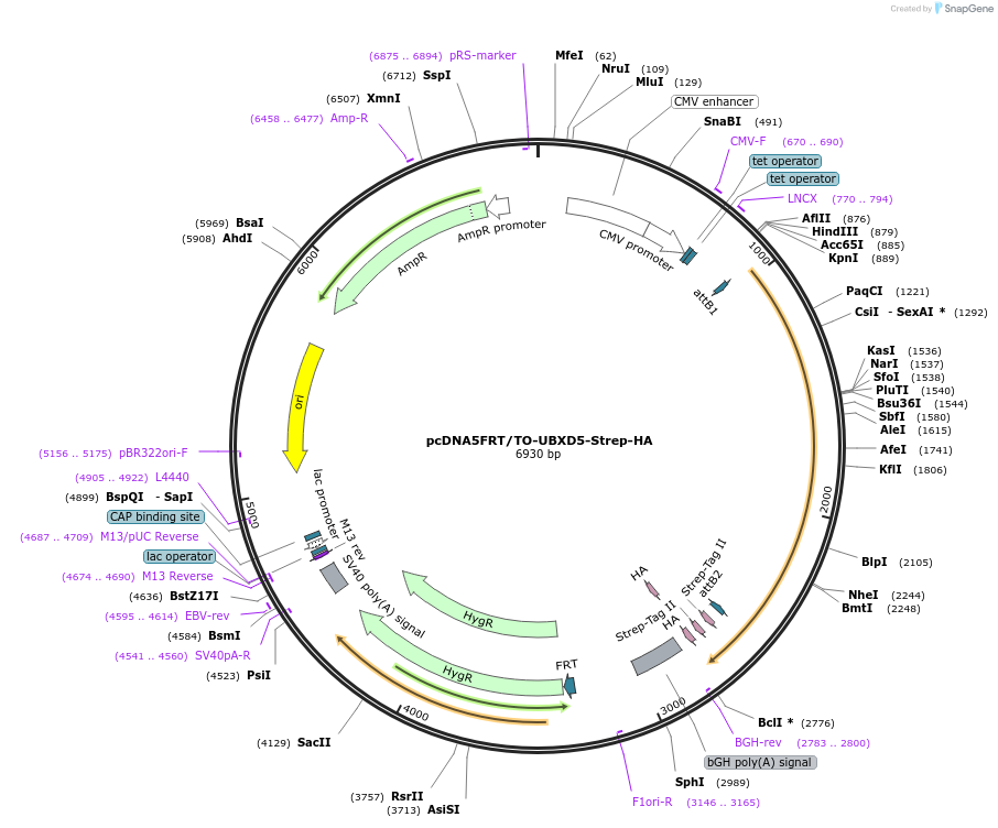 113493-plasmid-map-sequence-id-218578