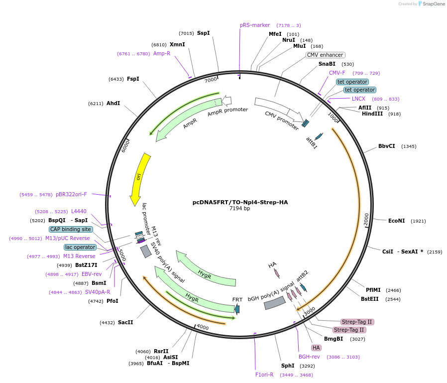 113495-plasmid-map-sequence-id-218582