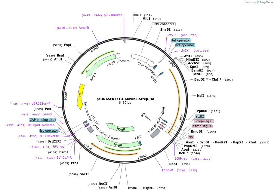 113496-plasmid-map-sequence-id-218585