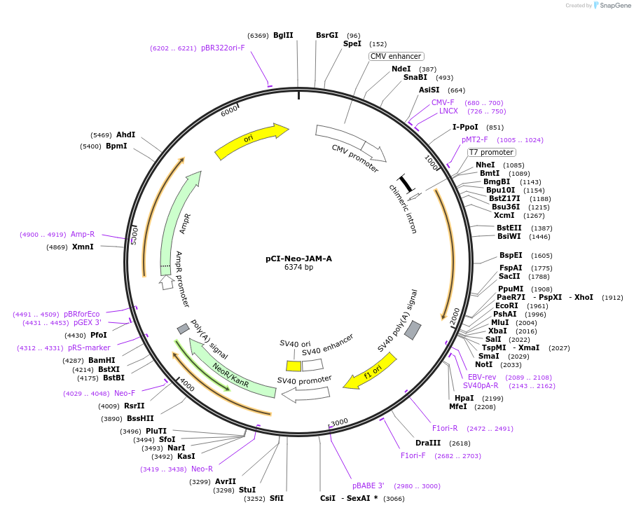 112965-plasmid-map-sequence-id-218600