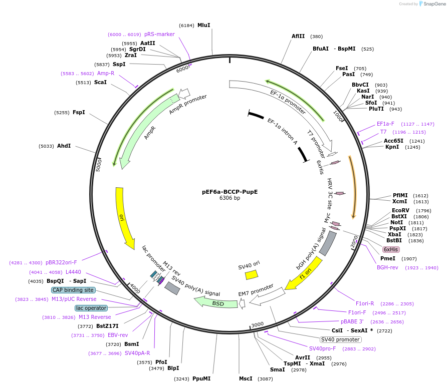 113399-plasmid-map-sequence-id-218610