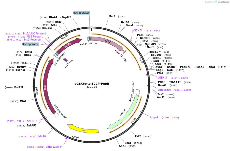 113403-plasmid-map-sequence-id-218611