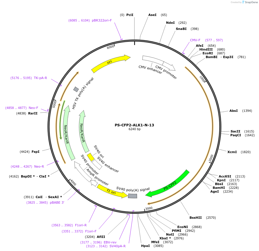 57209-plasmid-map-sequence-id-218625