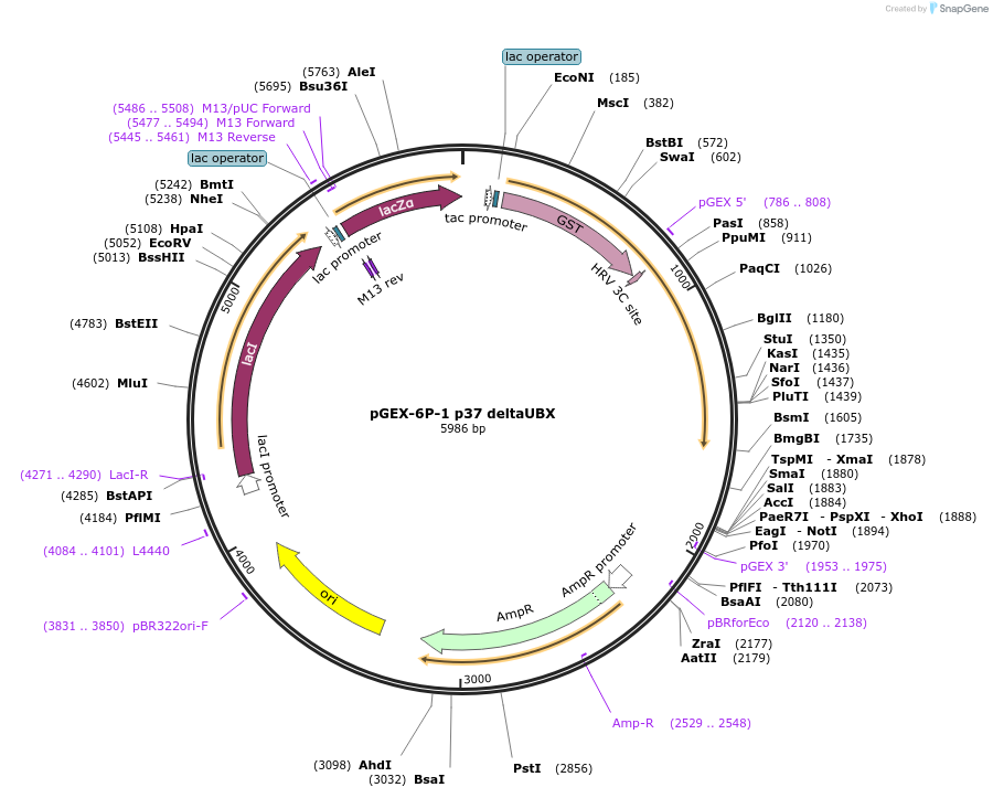 113504-plasmid-map-sequence-id-218629