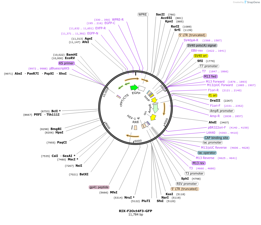 114313-plasmid-map-sequence-id-218635