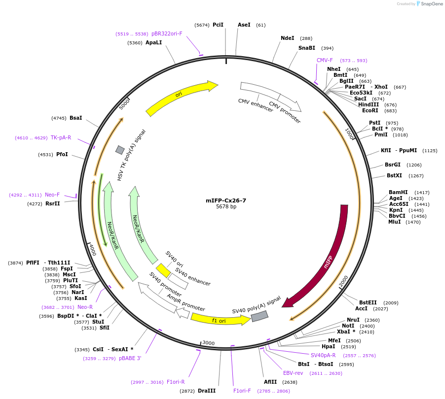 56216-plasmid-map-sequence-id-218670
