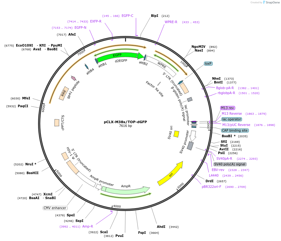 114295-plasmid-map-sequence-id-218672