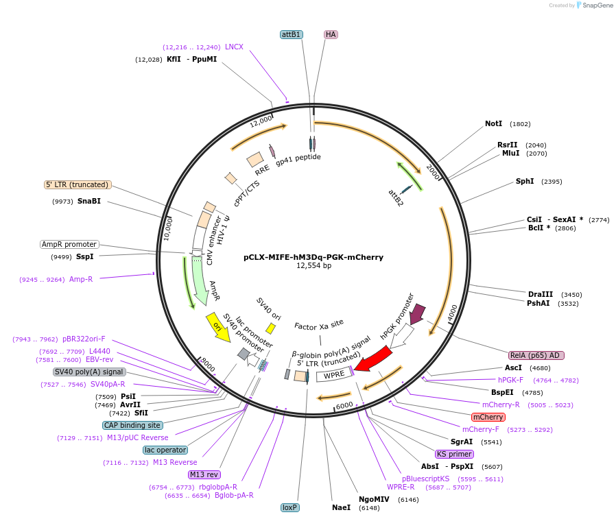 114294-plasmid-map-sequence-id-218678