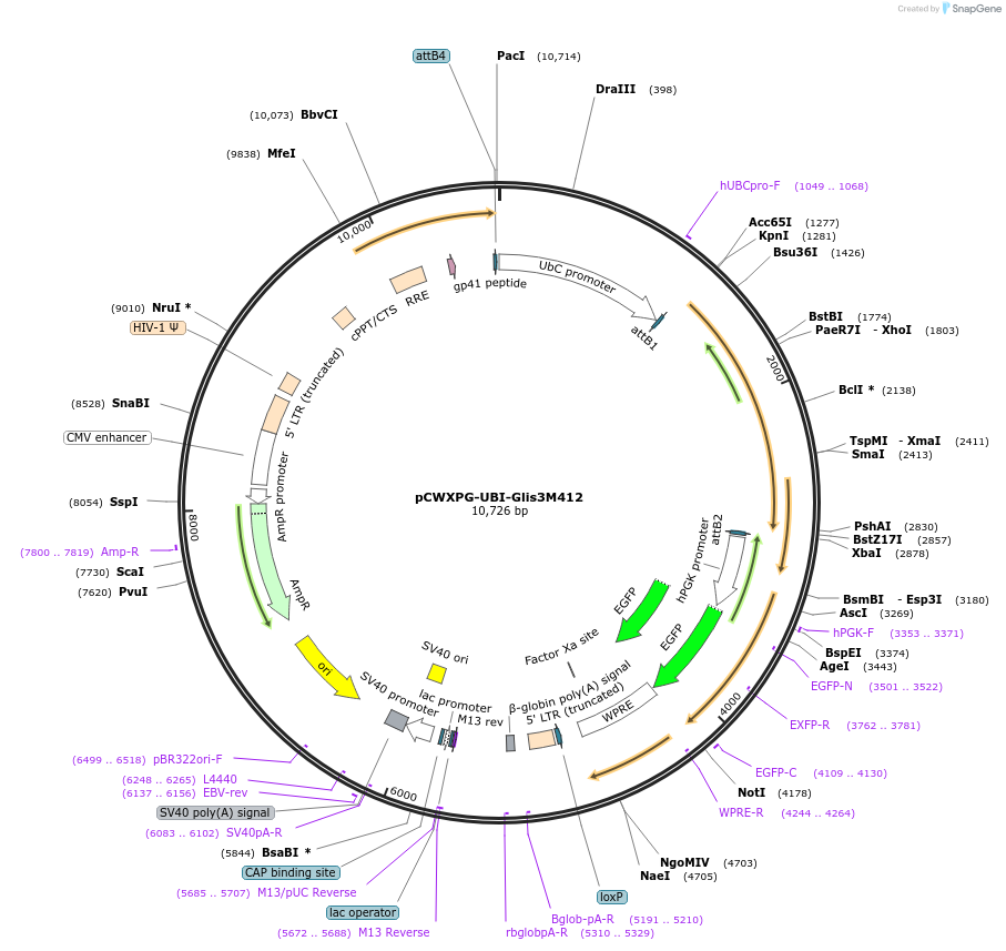 114301-plasmid-map-sequence-id-218683