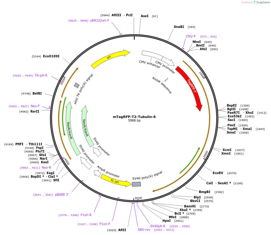 58044-plasmid-map-sequence-id-218690