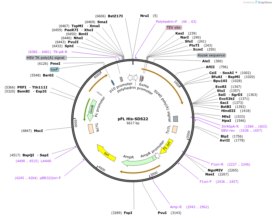 113512-plasmid-map-sequence-id-218695