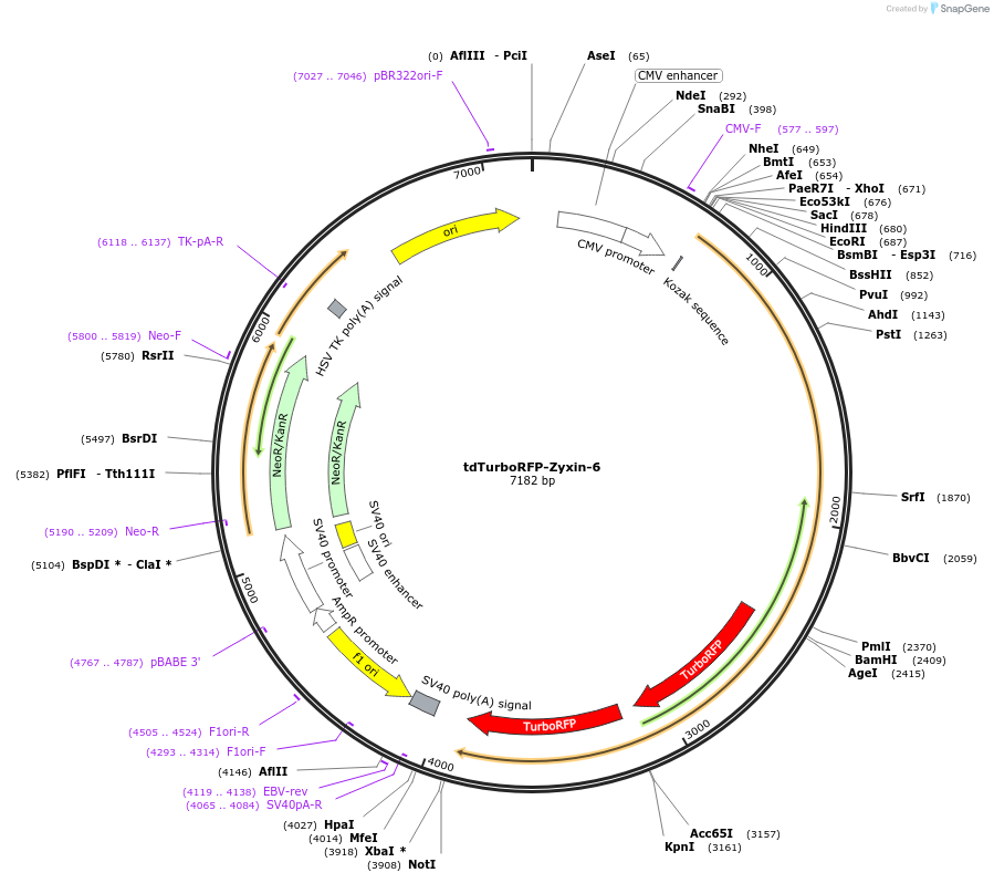 58067-plasmid-map-sequence-id-218699