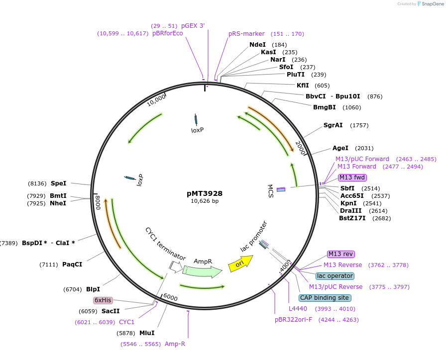 113331-plasmid-map-sequence-id-218711