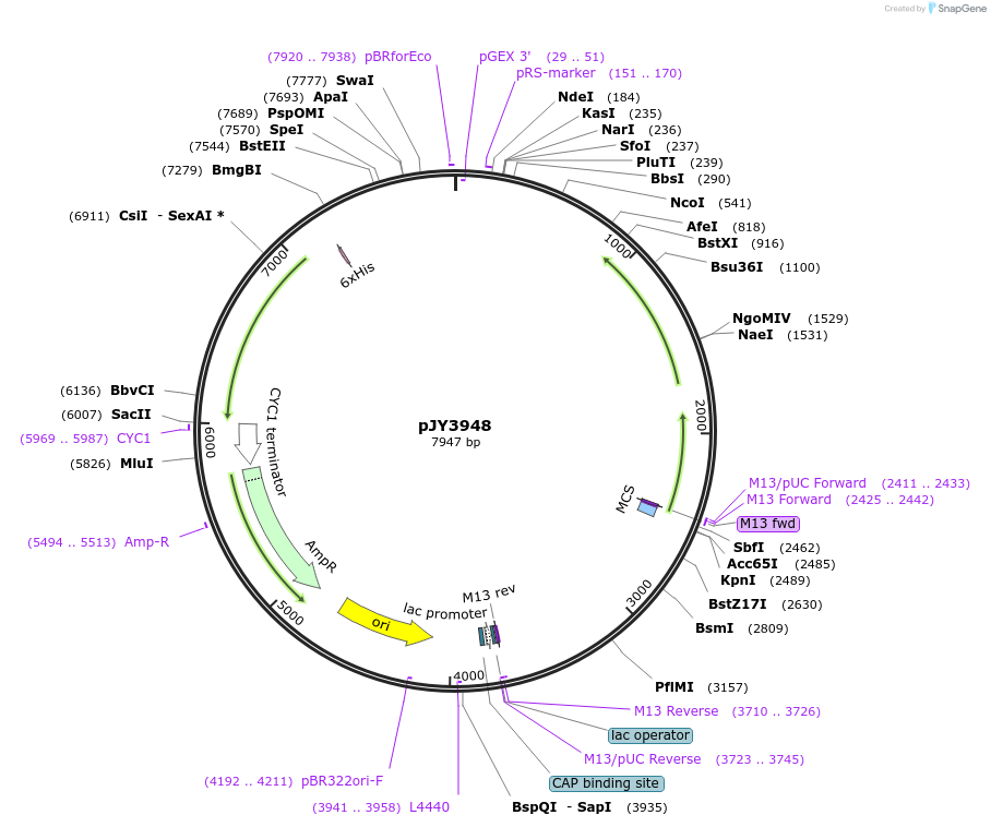 113338-plasmid-map-sequence-id-218737