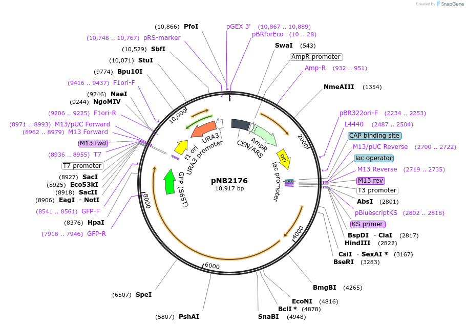113395-plasmid-map-sequence-id-218738
