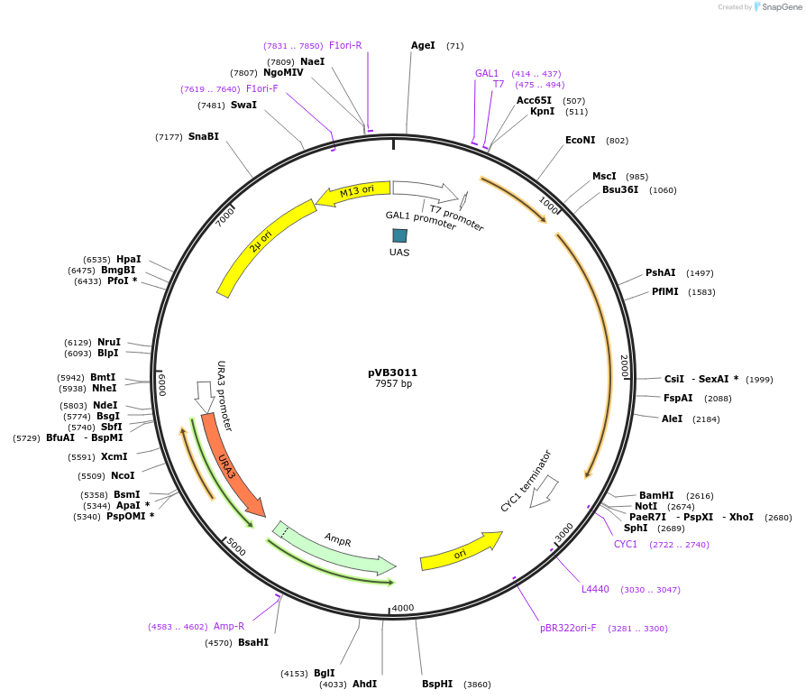 113389-plasmid-map-sequence-id-218743