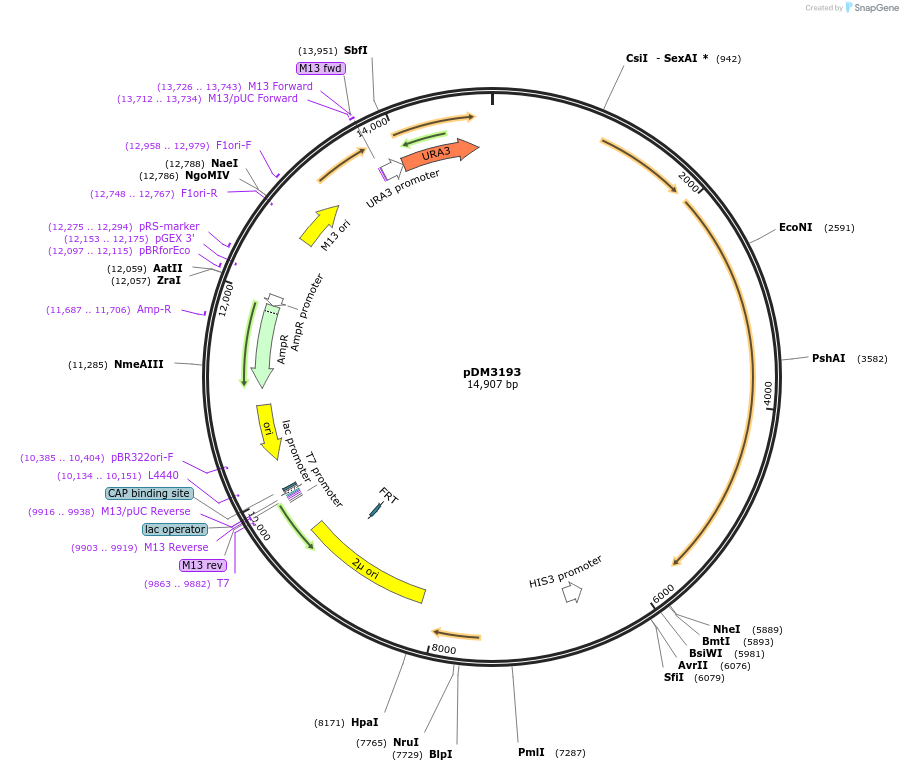 113390-plasmid-map-sequence-id-218747